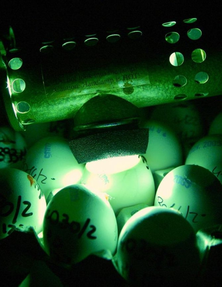 A scientist checks eggs for bird flu at the Zooprophylactic Institute near the northern Italian city of Padua December 12, 2005.