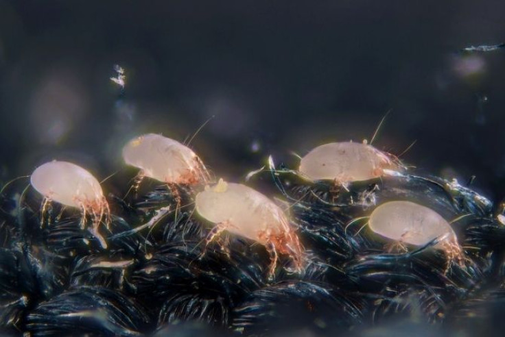 House dust mites (Dermatophagoides pteronyssinus).