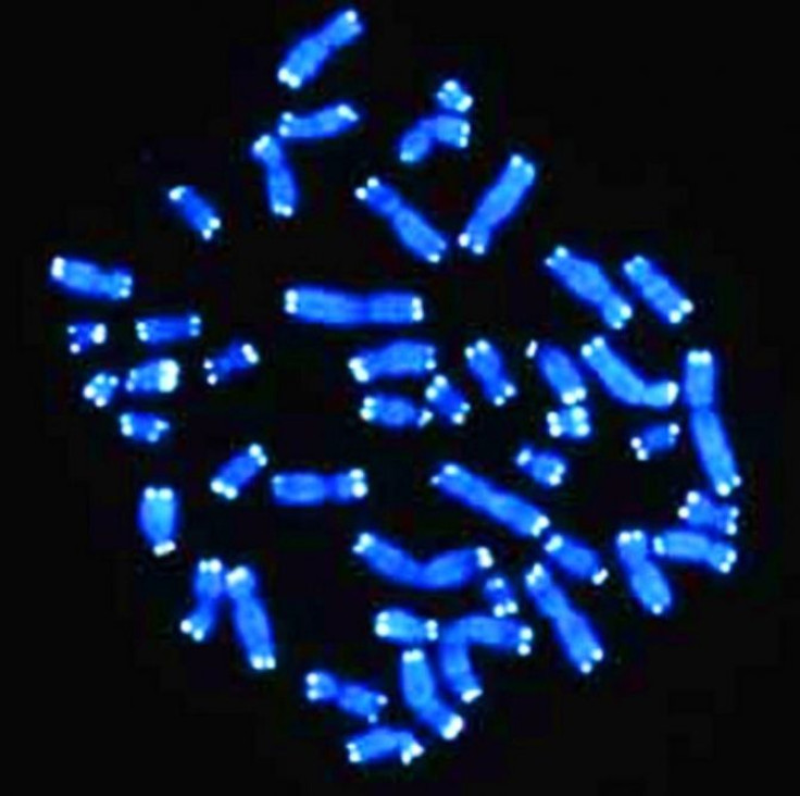 Telomeres, repeated nucleotide sequences at the tips of chromosomes, appear white in this photo.