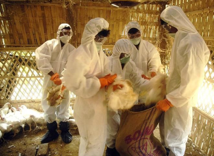 Health workers collect poultry for culling at a farm in Ishanpur village