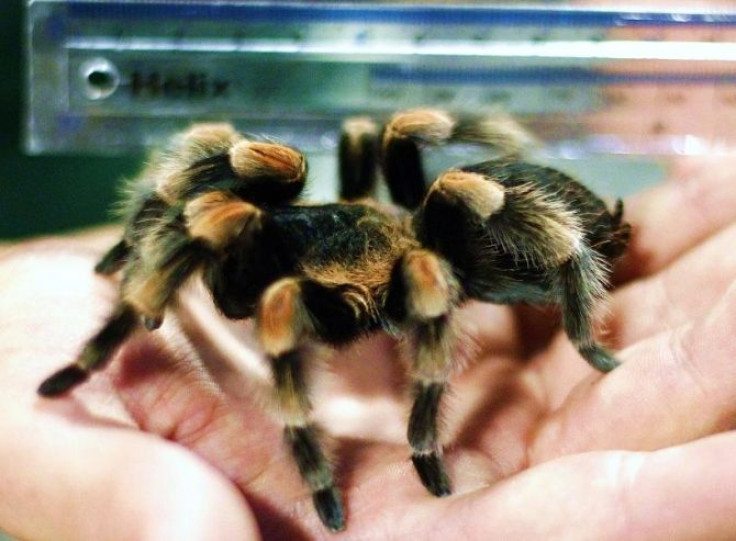 Zookeeper Mark Walpole holds a ruler against Jacqueline a Mexican Red Kneed Tarantula at London Zoo