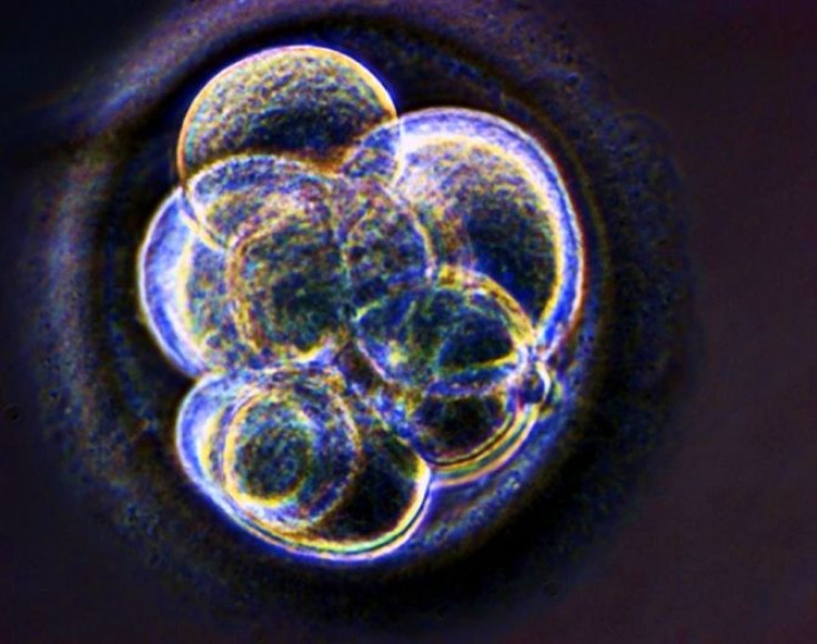 embryo