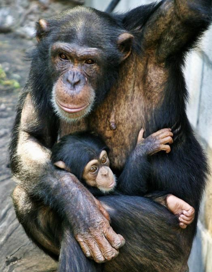 A baby chimpanzee is held by its mother at the Buenos Aires' Zoo January 4, 2008.