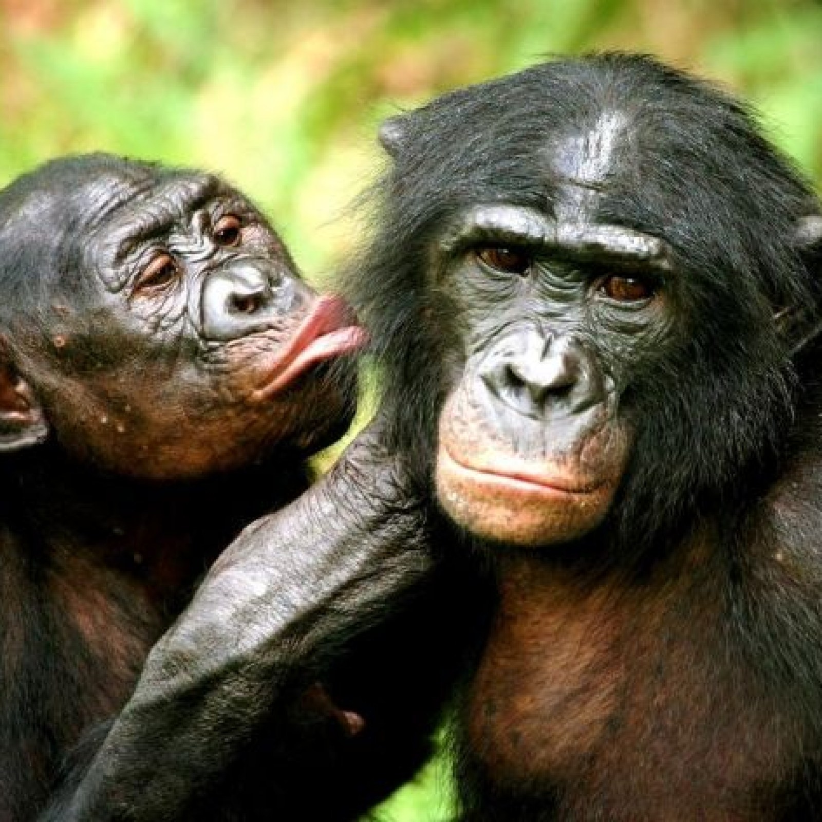 5 Bonobos Bonobos Oral