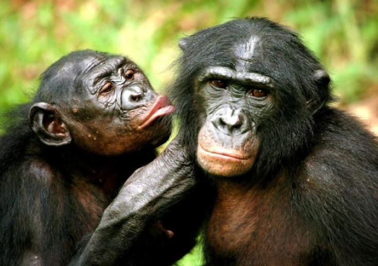 Bonobos