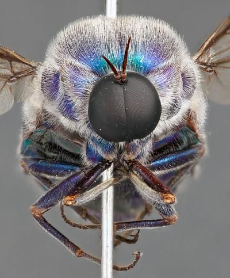 fly