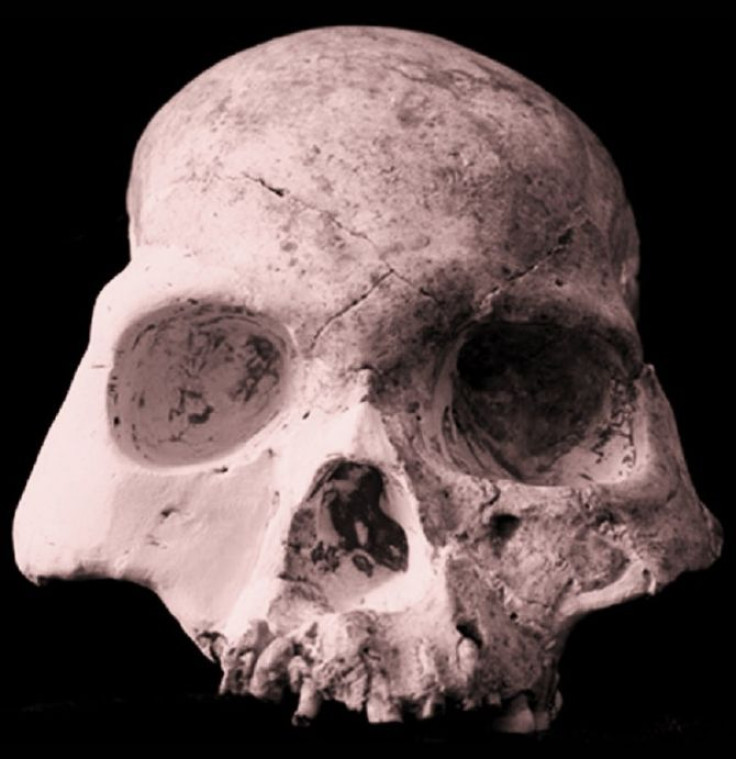 Partial Skull of the Mystery Species Dubbed the &quot;Red Deer Cave People&quot;