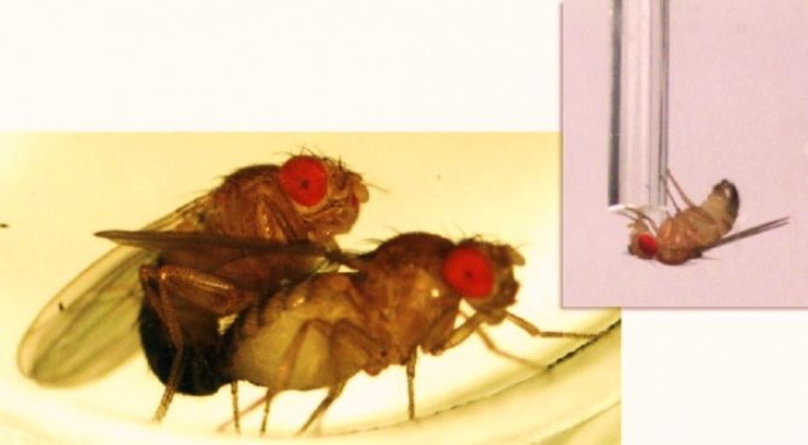 Sexually rejected male flies cope with alcohol.