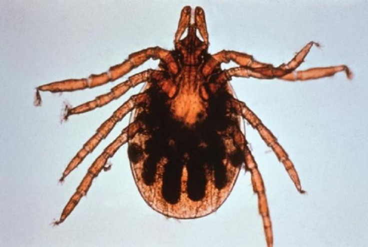 This is a tick of the genus lxodes, one of many types of ticks that can transmit Lyme disease to humans.