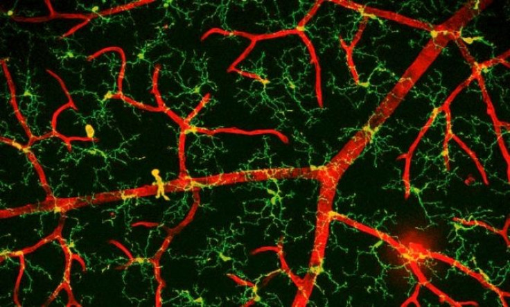 The green cells around the red blood vessels are called microglia.