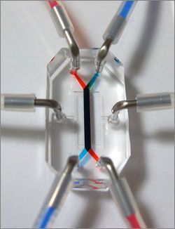 gut-on-a-chip