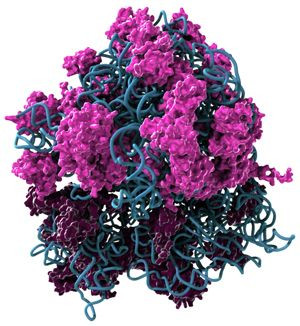 structure of ribosome