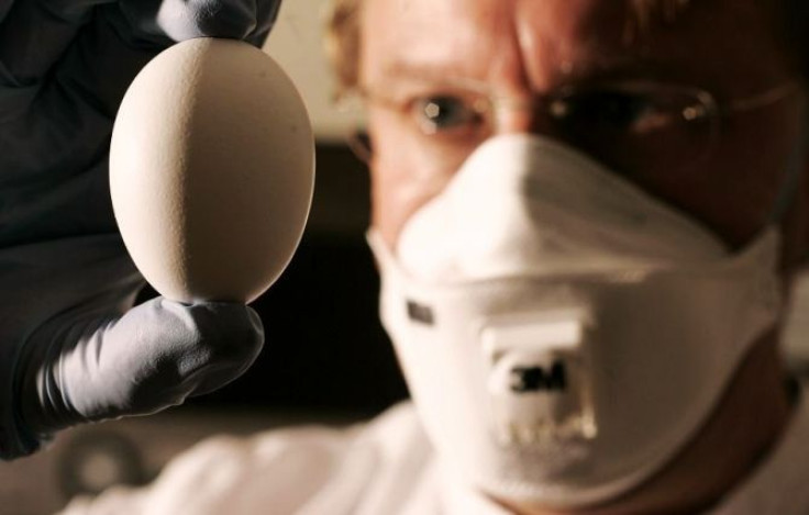 Dr. Jim Robertson, principal scientist at the National Institute for Biological Standards and Control, holds up an egg to be used to grow the H5N1 vaccine strain at his laboratory at the NIBSC, South Mimms, southern England, October 28, 2005.