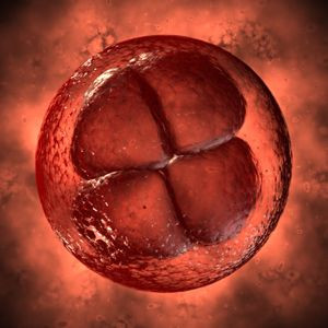 embryonic cell