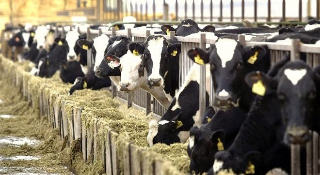 Health officials announced that a California dairy cow tested positive for mad cow disease, according to a statement released by the U.S. Department of Agriculture on Tuesday