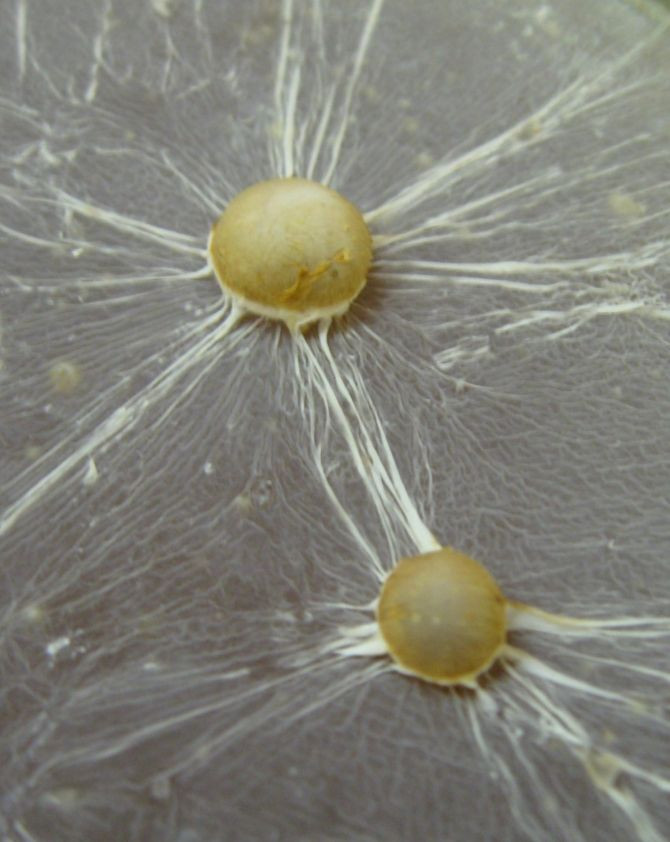 mold