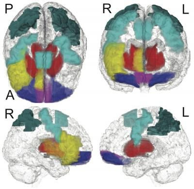 brain