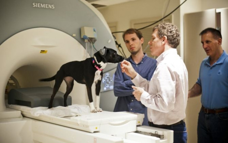 Brain scan shows dog secrets