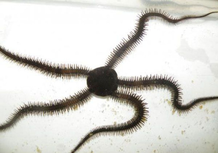 Brittle star