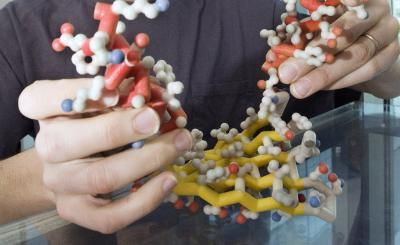 plastic model of protein