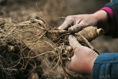The Chinese have long been using ginseng as an aphrodisiac, and new research found that pills made from the root really can bring back the spark in men suffering from erectile dysfunction.