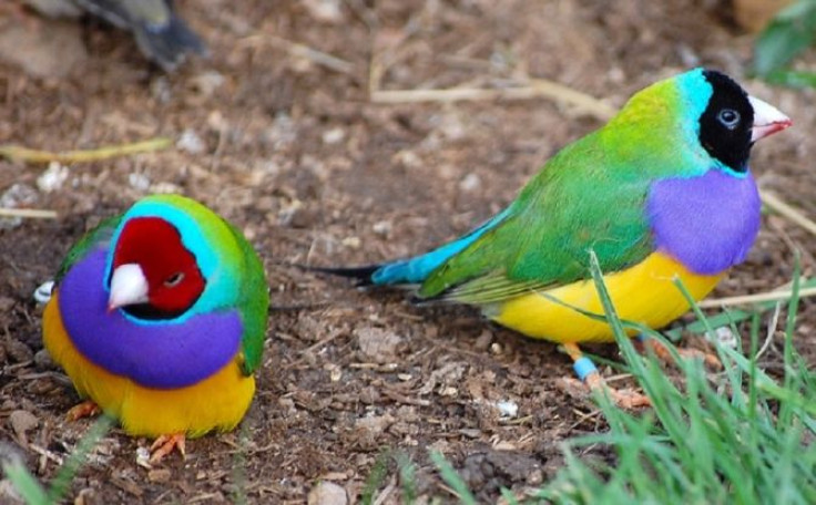 Gouldian finches have extremely colourful plumage with either red, black, or - rarely - yellow-coloured heads.