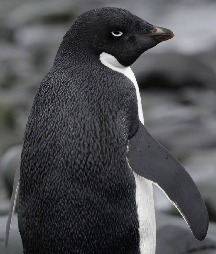 An Adelie penguin