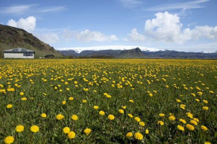 Daffodil