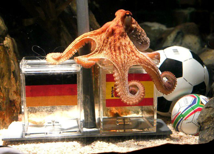 Two year-old octopus Paul, the so-called &quot;octopus oracle&quot; predicts Spain's victory in their 2010 World Cup semi-final soccer match against Germany by choosing a mussel, from a glass box decorated with the Spanish national flag instead of a glass