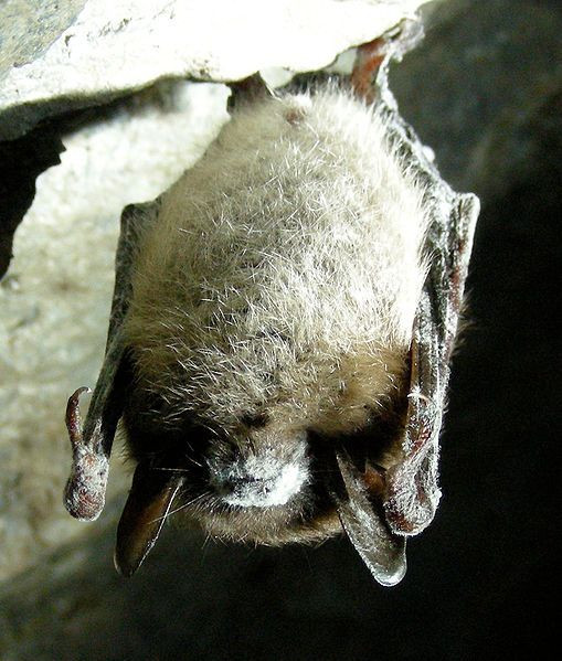 white nose