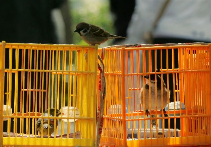 A wild bird rests on top of caged birds at Bird Street Garden, Hong Kong