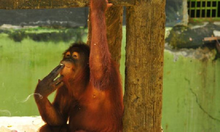 Tori the teenage orangutan became hooked on cigarettes at Taru Jurug zoo by mimicking the behavior of visitors.