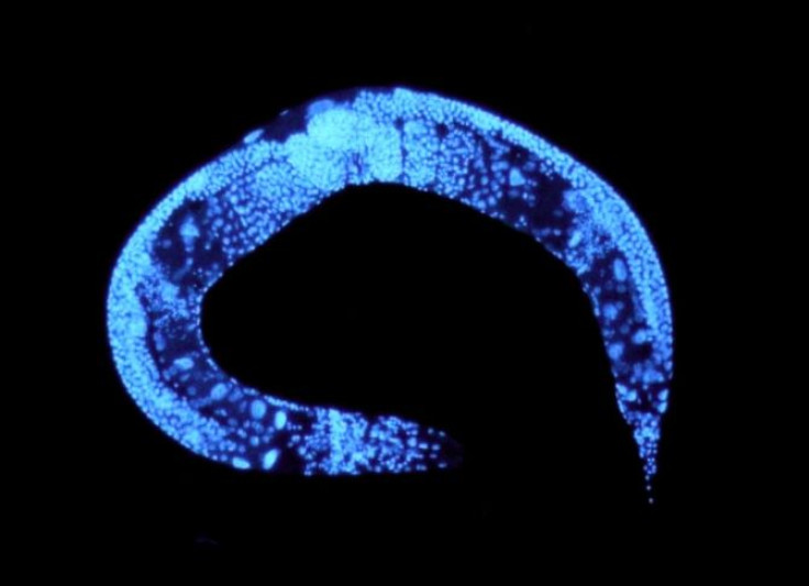 Spaceflight appeared to genetically alter C. elegans worms in a way that prolonged their lifespan, according to new research.