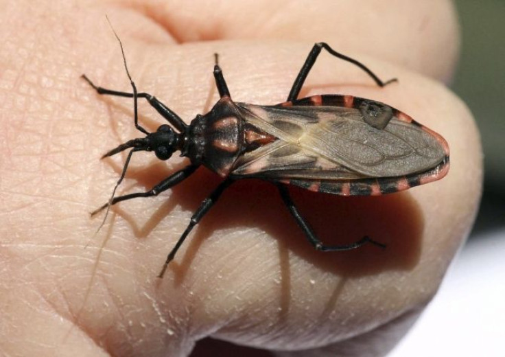 Chagas Kissing Bug