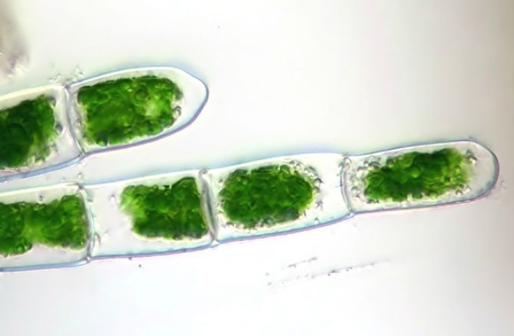 algae