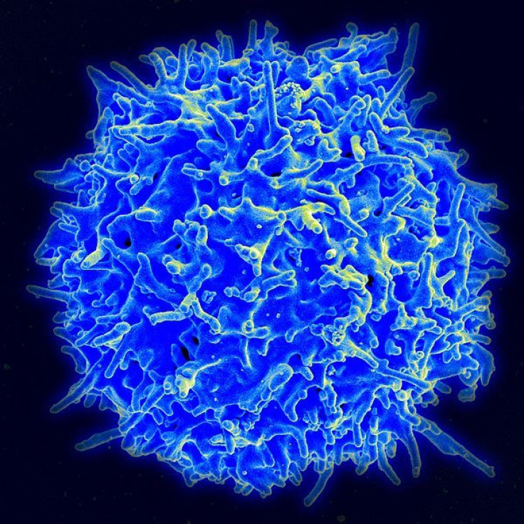 t cell