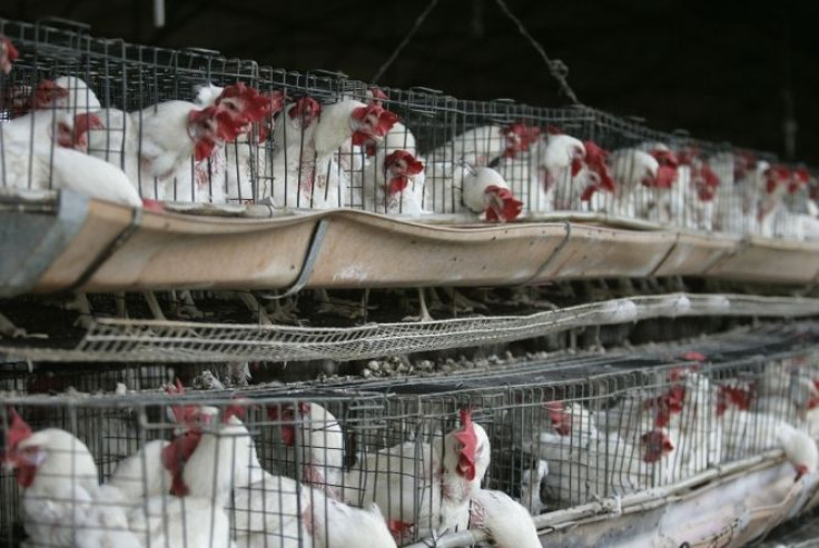 Chickens sit in their enclosures at a poultry farm in Tepatitlan, in Jalisco state, July 4, 2012.
