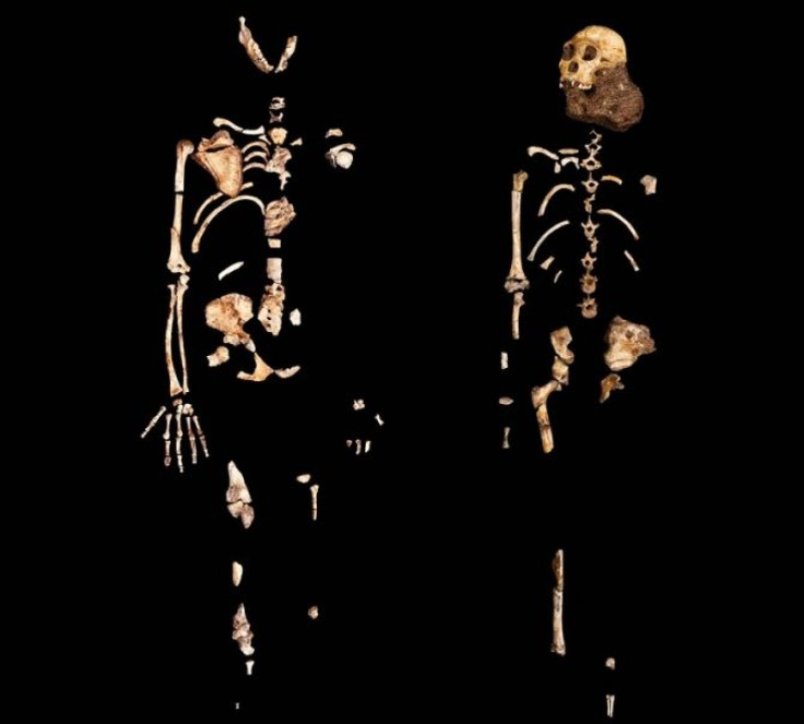 Two partial skeletons of Australopithecus sediba. The one on the left represents an adult female, the one on the right a juvenile male nicknamed Karabo.