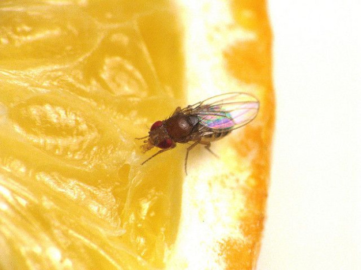 Fruit Fly Eating