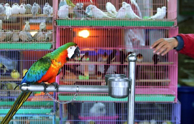 Various birds are displayed on a famous bird street, Ho-pin Road, in Taipei. Taiwan has so far been spared a serious outbreak of the H5N1 virus lethal to humans, but authorities found rare birds infected with the strain in a container smuggled from China