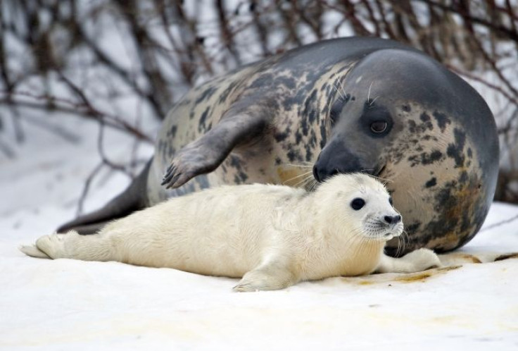 seals