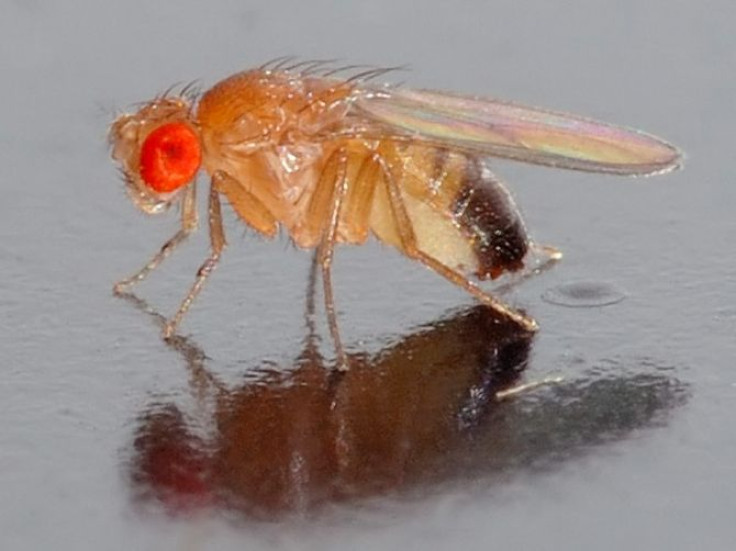 Tiny fruit fly (Drosophila Melanogaster).