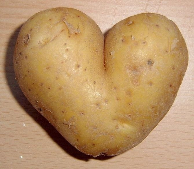 potato