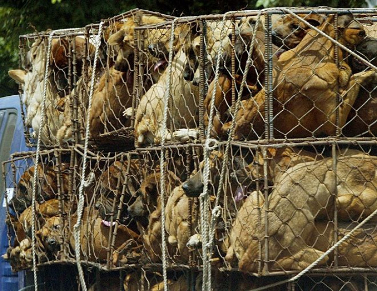 Dogs waiting to be sold as food are in kept in a cage on a truck in Songnam, about 50km (30 miles) south of Seoul July 29, 2004. While animal rights activists have condemned dog meat as a cruel treatment of the animals, it is still an accepted popular del