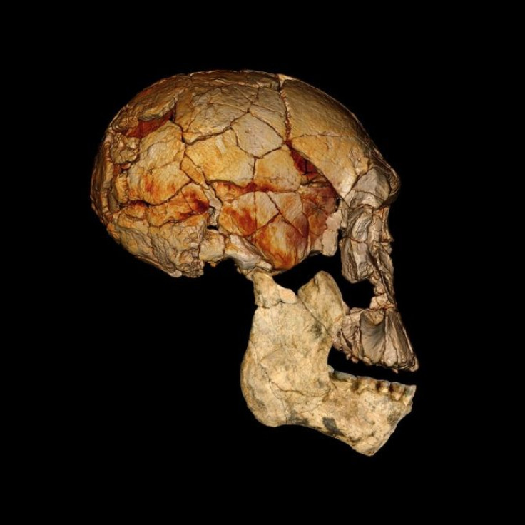 The KNM-ER 1470 cranium, discovered in 1972, combined with the new lower jaw KNM-ER 60000; both are thought to belong to the same species. The lower jaw is shown as a photographic reconstruction, and the cranium is based on a computed tomography scan.