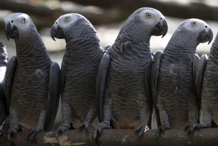 grey parrots