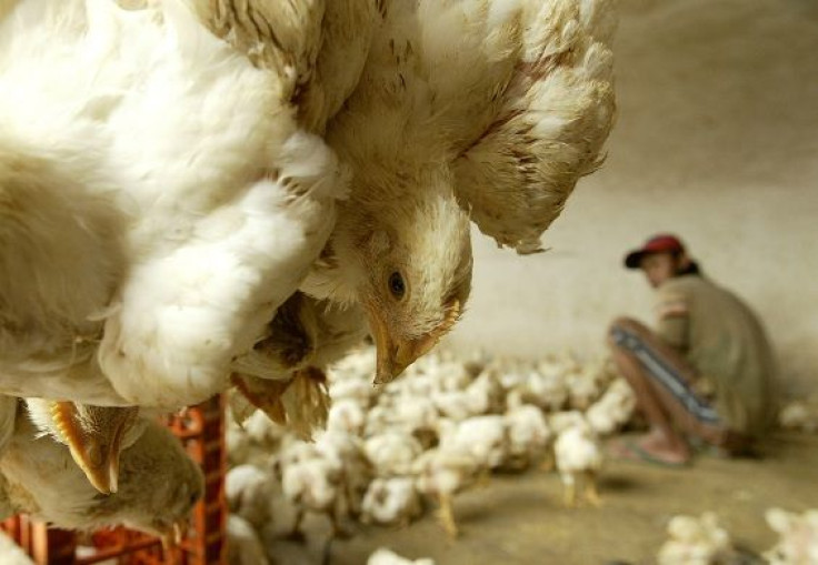 chickens are seen at a poultry shop in Jakarta February 5, 2007.