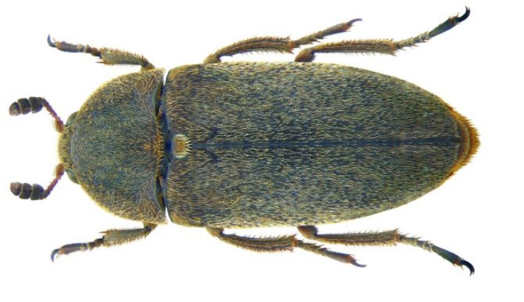 Dermestes maculatus