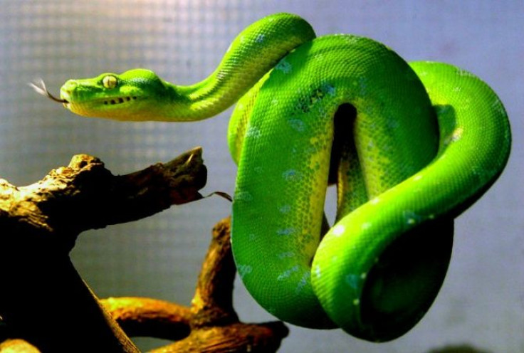 Pythons (like the green tree python pictured here)  and boa constrictors infected by the highly contagious &quot;mad snake disease&quot; tie act in bizarre &quot;drunken&quot; ways and tie themselves into tangles they cannot get out of.
