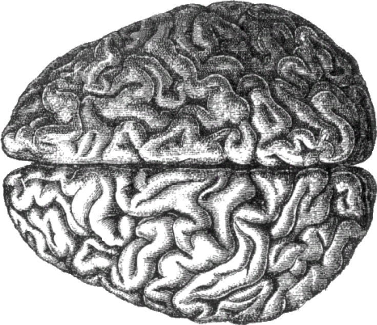 Brain